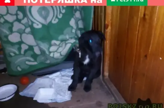 Пропал щенок возле Магнита в Омске