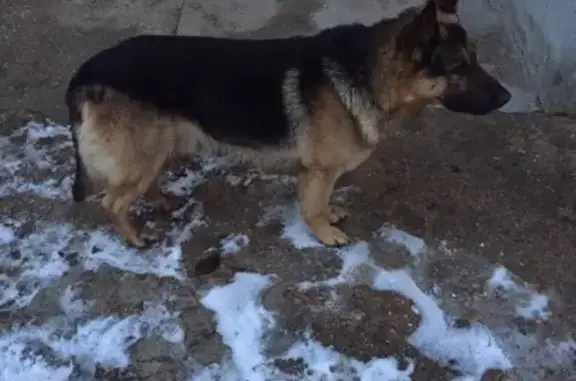 Найдена собака в м-н Фонтаны, Симферополь