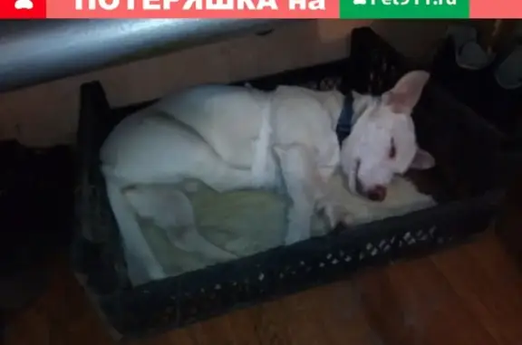 Найдена собака с рыжими пятнами в Екатеринбурге