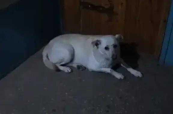Найдена белая собака в Красной Глинке, Самара (адрес: 4-й квартал д.11)