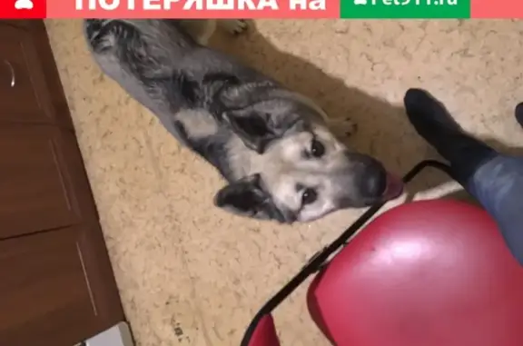 Найдена собака у метро Новокосино