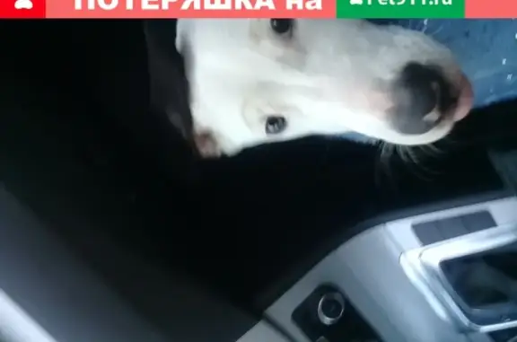 Найдена собака на трассе между Черняховском и Гусевым в пос. Поддубы