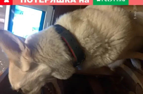 Найден пёс белого цвета в поселении Челюскинский