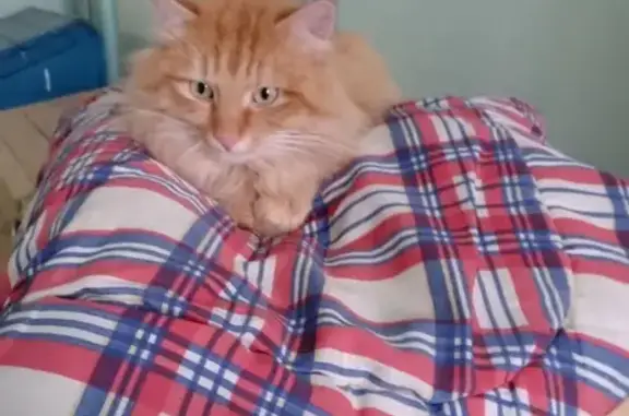 Найдена рыжая кошка на пр. Победы, Казань