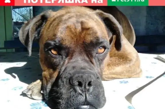 Пропала собака боксер в Краснодарском крае