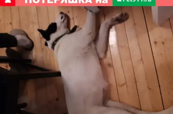 Собака на Челюскинцев и Комсомольской, Н. Новгород