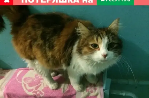 Найдена трехцветная кошка на ул. Гидростроителей, 21