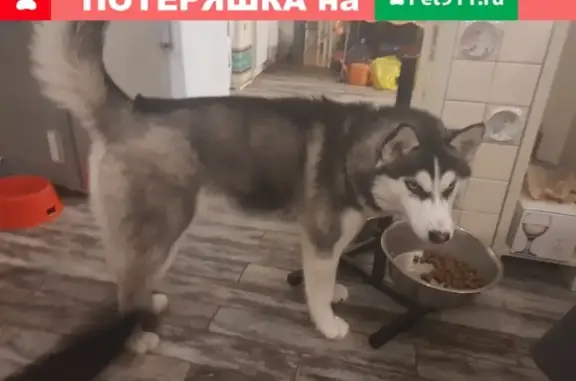Найдена собака ХАСКИ в деревне Старково, Раменский район, Московская область