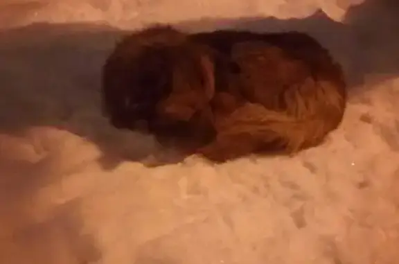Найдена собака на Шипиловской, 14
