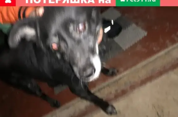 Собака с ошейником: Нижний Новгород.
