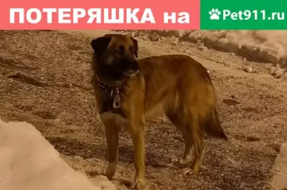 Найдена рыжая собака на Пионерской, 43
