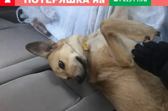 Найдена собака с жёлтым ошейником на ул. Декабристов