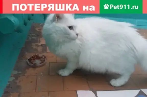 Найдена белая кошка на Гагарина 57 в Братске
