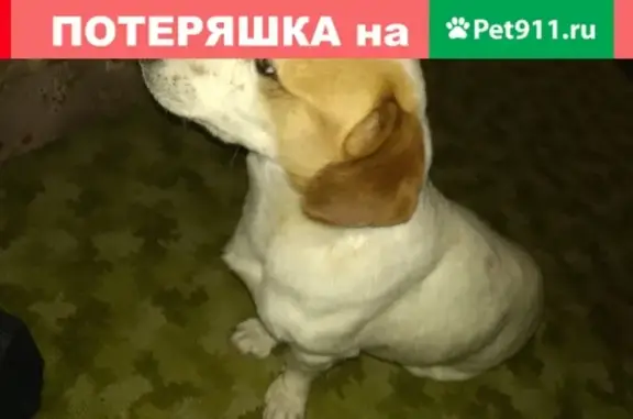 Активная собака найдена в Заводском районе Кемерово