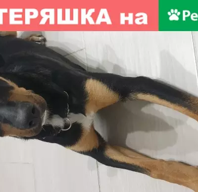 Собака найдена на парковке ТРЦ Июнь, Мытищи, Московская область.