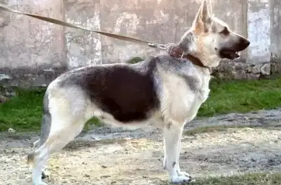 Пропала собака в Крымском районе: восточно-европейская овчарка, черно-серая. Нашедшему - вознаграждение!