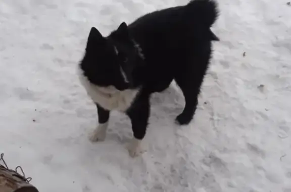 Пропала собака Белка в Сатке, Челябинская область