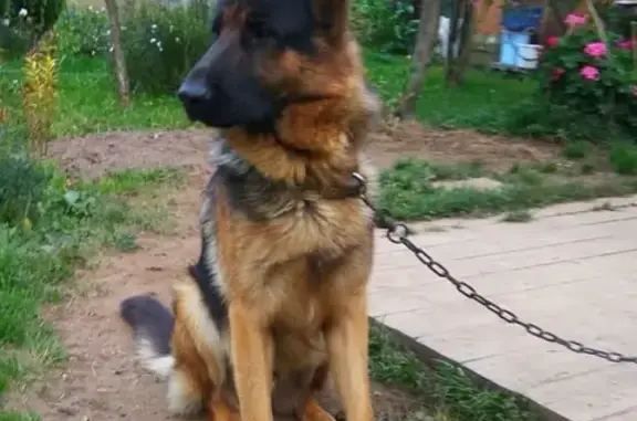 Пропала собака в Наро-Фоминском районе, ищут помощи!