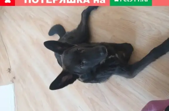 Найден черный пес в Бирюлево Восточном