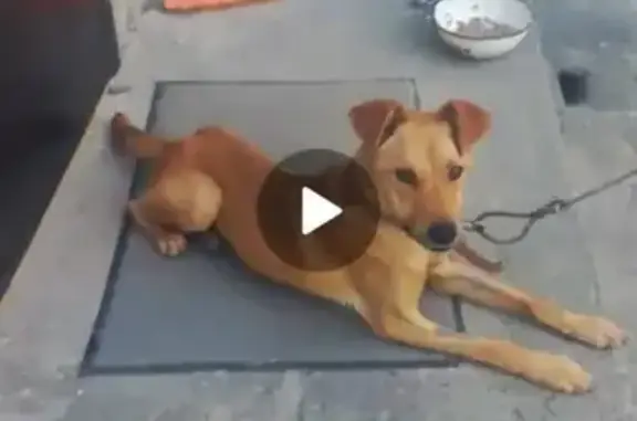 Собаки потеряшки, Липецк, фото: Потеряшка собака Руся на Литейной, 14