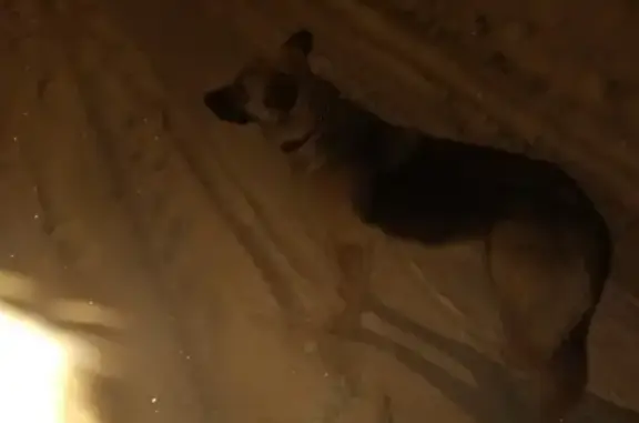 Найдена собака в д. Сохино, Клинский район, Московская область