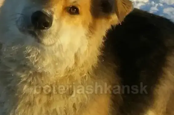 Пропала пушистая собака в Кировском районе!