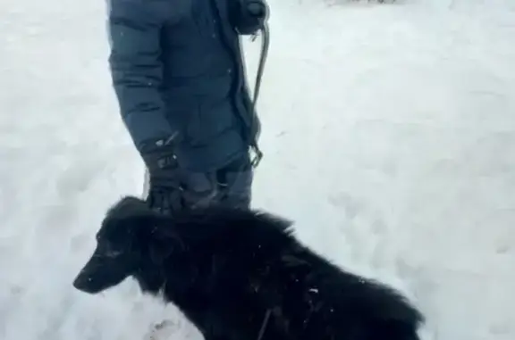 Собака Черного цвета найдена на улице Кулакова, 27 в Москве