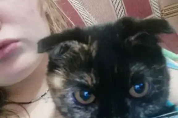 Потерянные животные Саранск, фото: Пропала кошка на ул. Пушкина 8, вознаграждение!