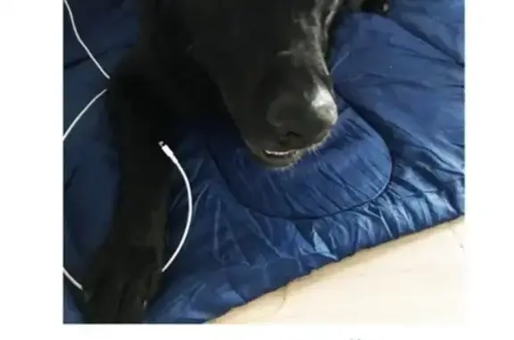 Пропала собака Роки в районе Земляничных Холмов, Южно-Сахалинск ‼