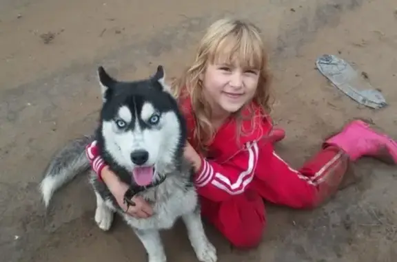 Пропала собака Лайма в Бузулуке, Оренбургская область