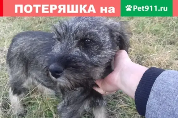 Пропала собака Рик в селе Избище, Воронежская область