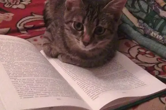 Кошки потеряшки, Саранск, фото: Потеряшка кот в Саранске на Юго-Западе