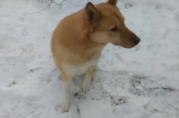 Найдена собака в Кировском, ищет хозяина