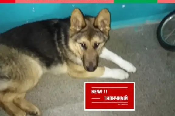 Найдена собака в Нефтеюганске, 10-й мкр.