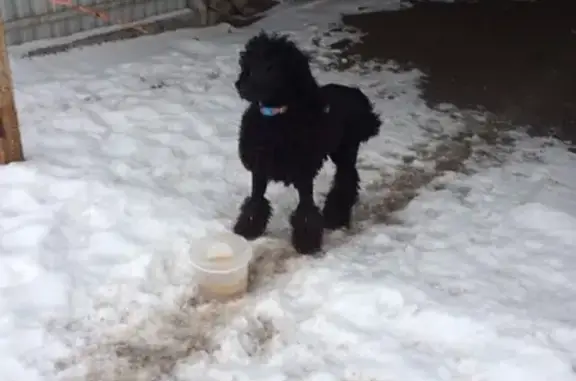 Собака найдена в Таганроге, ищем хозяев! #Котопес_Найденные