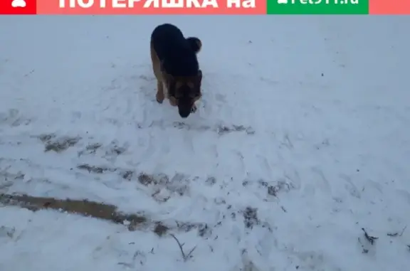 Пропала собака на ул. Окружная, район Картопьи #потеряшкаСоветский