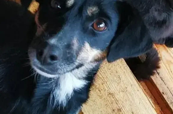 Собаки потеряшки, Зелёное, фото: Потеряшка собака в с.Зеленое, кличка Жуля!