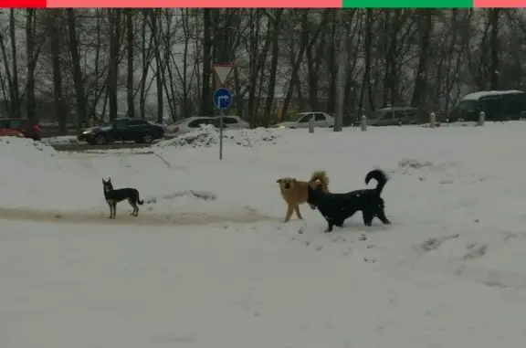 Пропала собака в Смоленске, вознаграждение