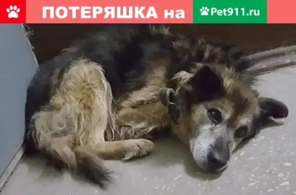 Пропала собака в Саратове на Улеши, нужна помощь!
