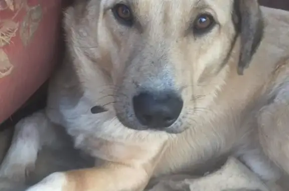Пропала собака Мол в Краснознаменске