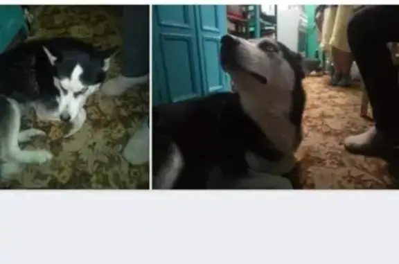 Найдена собака в Апшеронске, ищем хозяев