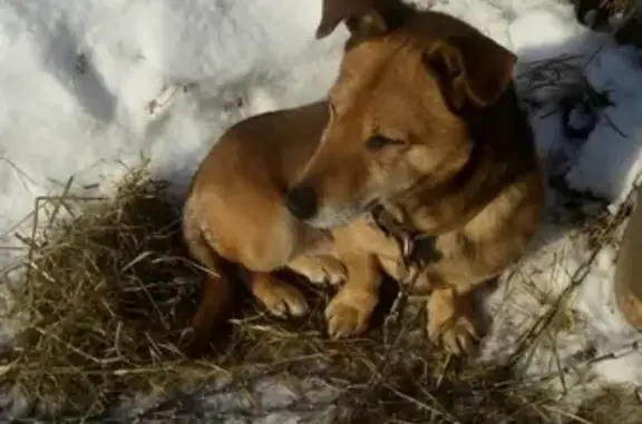 Найдена собака в Перми, ждет хозяина