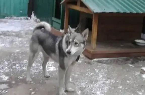 Пропала собака в Минусинске, помогите найти