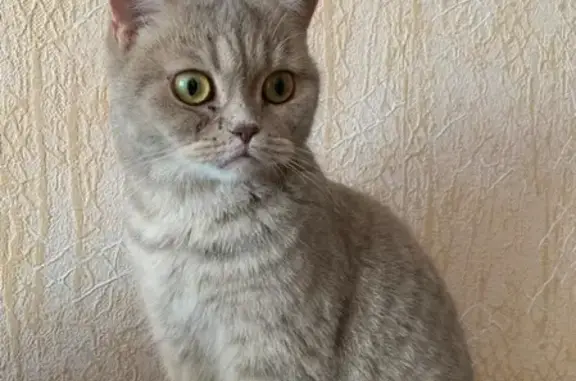 Найдена кошка на проспекте Зарипова, Альметьевск