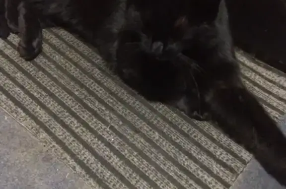 Найден домашний кот в Ивановских Двориках