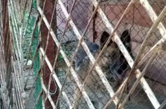 Пропала собака Рада в Нефтекамске https://vk.com/id183712474