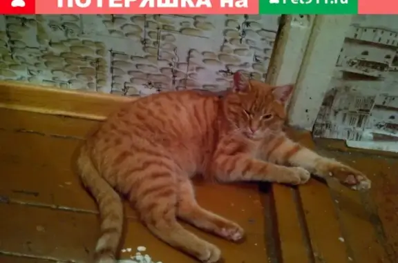 Кошки потеряшки, Курган, фото: Потеряшка кот в поселке Керамзитный (Россия, Курган)