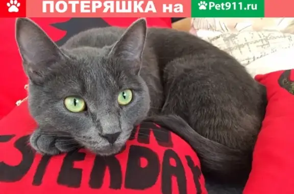 Пропал кот Тиша в Касево, Нефтекамск (VK: id125230549)