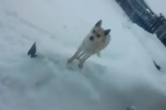 Пропала собака Хати в Усть-Илимске