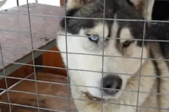 Найдена собака сибирский хаски в Ленинградском районе